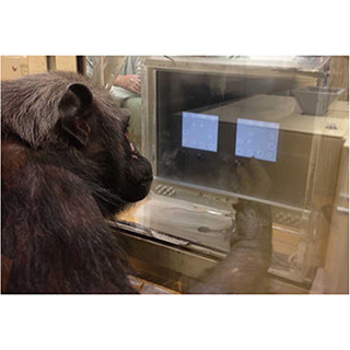 チンパンジーも複数の物体の大きさの「平均」を知覚-京大、新潟国際情報大