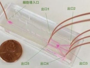 藻類の産業応用が可能に - 東大が細胞を形状ごとに分離するチップを開発