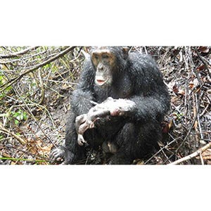 京大、野生チンパンジーの「産休」を確認-子殺しリスクへの対抗戦略か