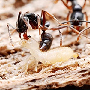 京大、日本のアリが米国の森を襲っていると解明-カギは食性幅の拡大