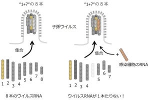 京大、インフルエンザウイルスの遺伝に関する巧妙な仕組みを解明