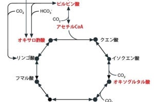 京大、JAMSTECなど、生命誕生に迫る最も始原的な基幹代謝のTCA回路を発見