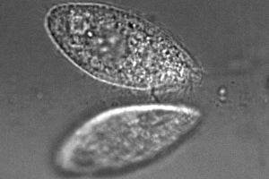 繊毛虫テトラヒメナの壁面付近への集積メカニズムを解明 - 京大