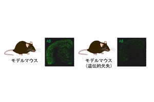 特定の遺伝子領域を失わせるとアルツハイマー病の原因物質が減少 理研、マウスのゲノム編集で発見