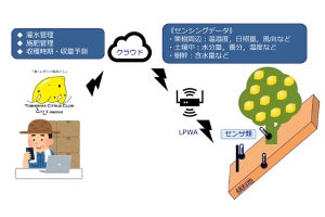 広島の島しょ部でIoTを活用した傾斜地レモン栽培の実証実験