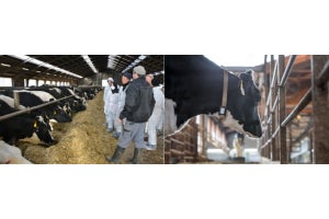デンマークの農業研究機関で牛の行動モニタリングシステムの実証
