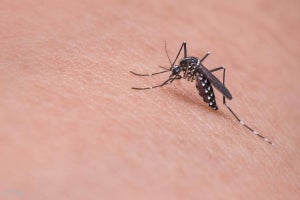 花王、蚊が逃げ出す肌表面をつくる新技術を発表
