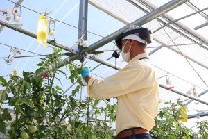 NTT東がローカル5Gを活用してトマトを栽培、遠隔農作業支援の成果が見えた