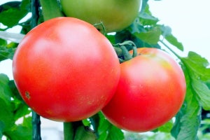 東北大、トマトは自家接ぎ木をすると乾燥ストレス耐性を獲得することを発見