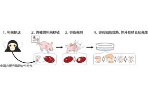 新大など、マウス腎臓被膜下に移植した卵巣からマーモセットの卵子を採取