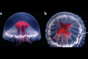 JAMSTEC、新種新属新亜科の「セキジュウジクラゲ」を海底カルデラ内で発見