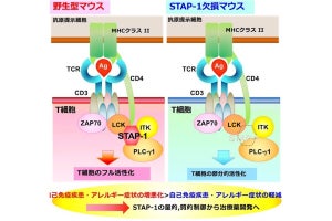 北大など、免疫応答におけるT細胞の新たな活性化メカニズムを解明