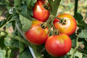 トマトはアルコールの投与で高温ストレスに強くなる、理研などが確認