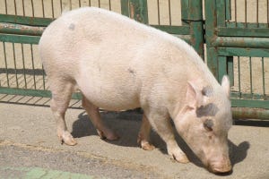 近未来テクノロジー見聞録 第1回 メガネをかけるだけで豚の体重がわかる⁉　養豚農家を救う技術とは！