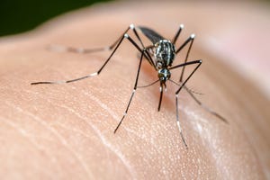 近未来テクノロジー見聞録 第254回 "人間の天敵"蚊による感染症の根絶に貢献するスマート蚊取り機とは？