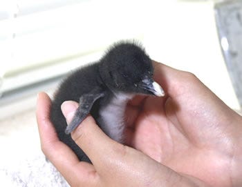 超希少種 キタイワトビペンギン の赤ちゃんが誕生 京急油壺マリンパーク マイナビニュース
