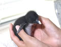 超希少種"キタイワトビペンギン"の赤ちゃんが誕生 - 京急油壺マリンパーク