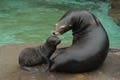 上野動物園でカリフォルニアアシカの赤ちゃん誕生 - 名前も募集中