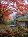紅葉の季節に徳川家光や織田有楽斎ゆかりの古建築が一挙公開 -三渓園