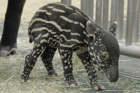 黒と白の模様が愛らしい 多摩動物公園でマレーバクの赤ちゃんが誕生 マイナビニュース