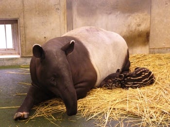 黒と白の模様が愛らしい 多摩動物公園でマレーバクの赤ちゃんが誕生 マイナビニュース