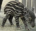 黒と白の模様が愛らしい - 多摩動物公園でマレーバクの赤ちゃんが誕生