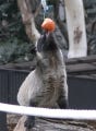 吊るされた餌をキャッチ! 木登り上手のハクビシンが公開 - 上野動物園