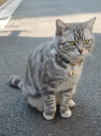 猫の街 神楽坂へ 愛しの 看板猫 に会いにゆく 1 マイナビニュース