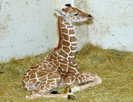 アミメキリンのカップルに待望の男子が誕生 いしかわ動物園 マイナビニュース