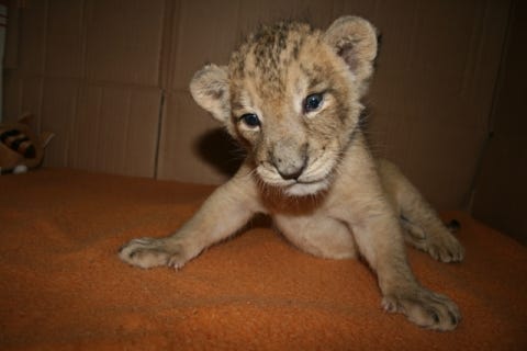 約8年ぶりに誕生したライオンの赤ちゃんが公開 よこはま動物園ズーラシア マイナビニュース