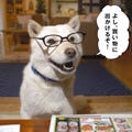ソフトバンク携帯CMのお父さん役でブレーク! - 北海道犬「カイくん」写真集