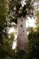 ニュージーランドの屋久島--マオリの神木に出会う旅