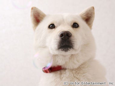 ソフトバンク携帯cmで人気の北海道犬 カイくん 主演のショートストーリー マイナビニュース