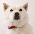 ソフトバンク携帯CMで人気の北海道犬「カイくん」主演のショートストーリー