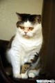 不思議顔の猫の日常を英語であじわう『まこと学ぶ英語の本』発売