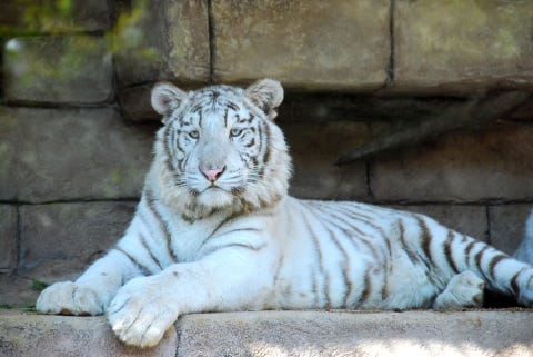 水浴び大好き ホワイトタイガーの赤ちゃんが仲間入り 東武動物公園 マイナビニュース