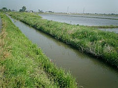 淡水域での小物釣り 近場の川や池で気軽に楽しむ 1 川や池での小物釣り マイナビニュース