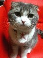 「ありがとう! またね、スケキヨ! 」--人気ブログ猫、スケキヨ天国へ