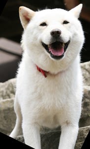 日本一有名な白犬 カイくん と記念撮影も 09 ジャパンペットフェア マイナビニュース