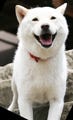 日本一有名な白犬「カイくん」と記念撮影も!?--2009 ジャパンペットフェア