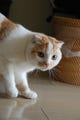【アノ猫】猫をかぶったネコに悶絶!--ポッケのおなか(1)