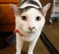 【アノ猫】"イケメーーーン!!"なネコと人間のアツアツぶり - うちの猫ら(3)