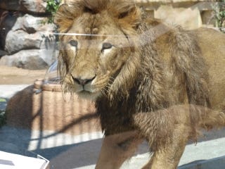 大人の遠足 東武動物公園の新ライオン舎で野生に触れるの巻 1 マイナビニュース