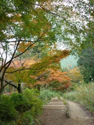 紅葉の高尾山 - 混雑にもめげず、富士山を眺めつつ奥高尾トレッキング