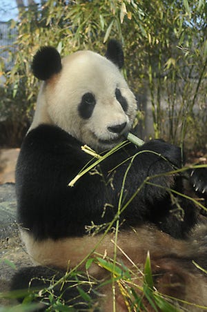 上野動物園のパンダは4月1日に公開 - 4月10日まで被災者の入園料は無料に
