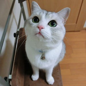 愛猫の写真を"アート"にする方法 - アイドル猫・うに、「IMAGING SQUARE」を試す!