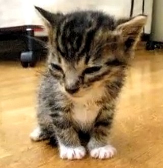 疲れている人にオススメ! 癒しの猫動画10選 マイナビニュース