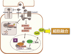 東大 Wntシグナルによる細胞融合制御のメカニズムを解明 Tech