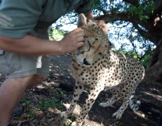 南アフリカの魅力 - 動物との距離感に驚くサファリ