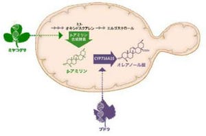 阪大など、多様な生理活性機能を持つ「オレアノール酸」の合成に成功